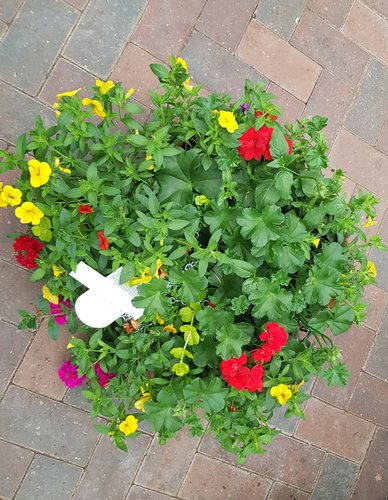 Summer Planted Wire Hanging Basket 17 inch