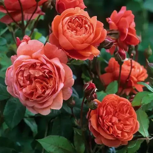Summer Song Shrub Rose 6 Litre - image 1