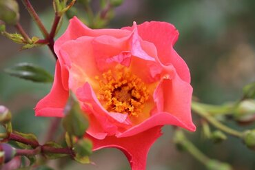 Summer Wine Climbing Rose 4 Litre