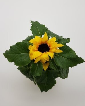 Sunflower Helianthus Sunsation 13cm