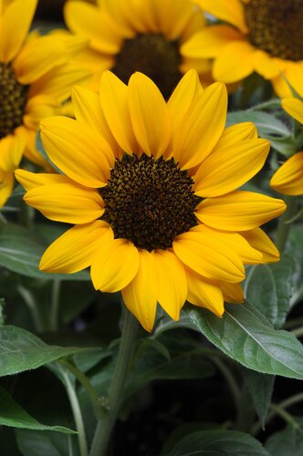 Sunflower Sunsation Yellow 5 Litre