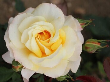 Sunny Sky Bush Rose 3 Litre