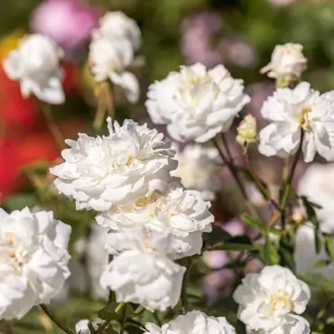 Susan Williams-Ellis Shrub Rose 6 Litre