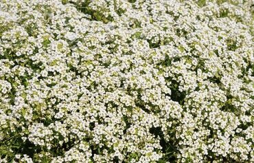 Sweet Alyssum Trailing White 10.5cm