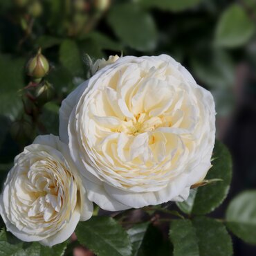 Sweet Child Of Mine Cottage Garden Rose 5.5 Litre