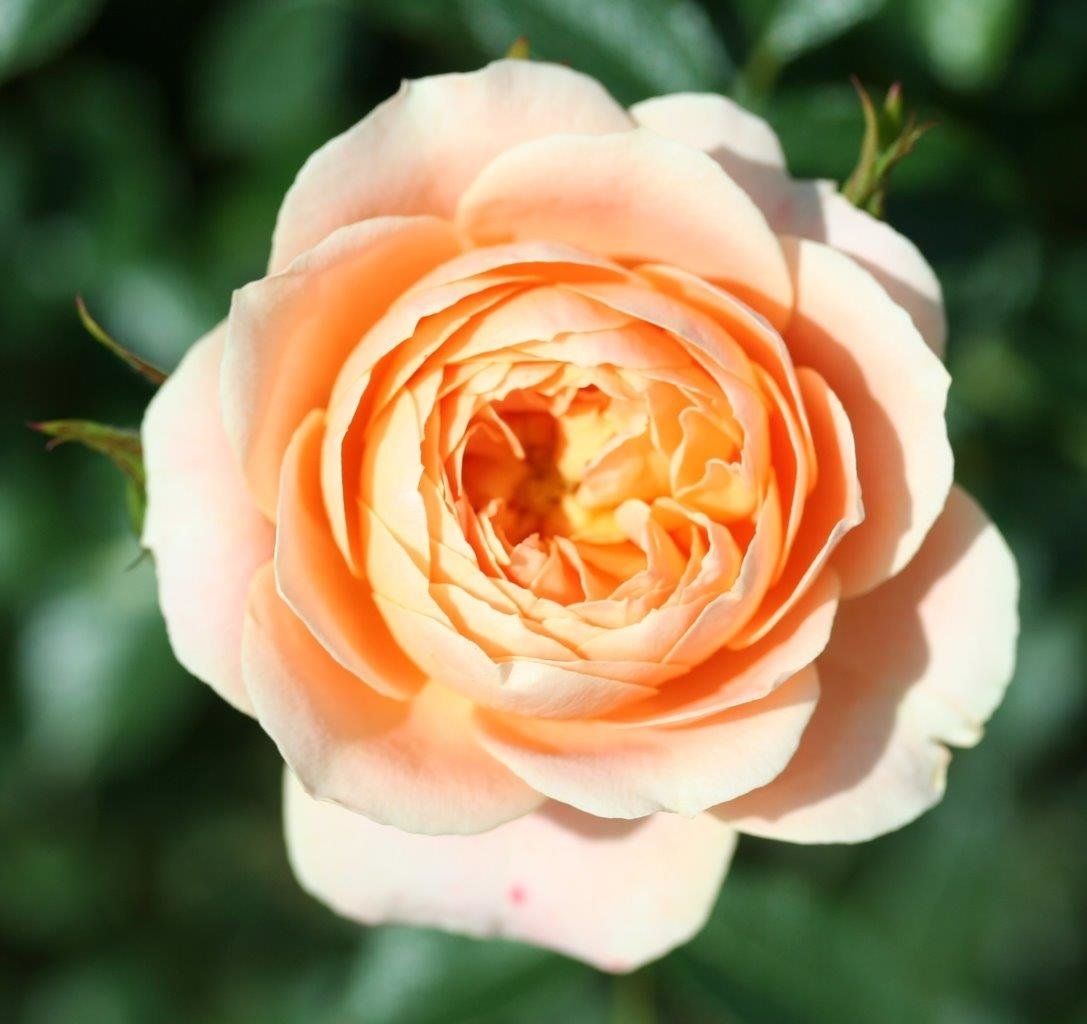 Patio Roses Uk Sweet Dream Patio Rose 3 Litre - Stewarts Garden Centre