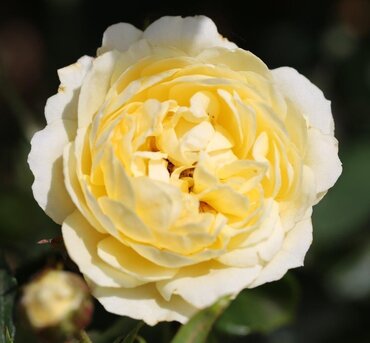 Sweet Memories Patio Rose 3 Litre - image 1