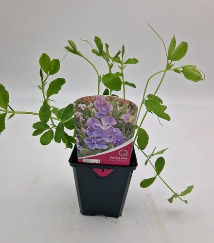 Sweet Pea Alan Williams 8.5cm