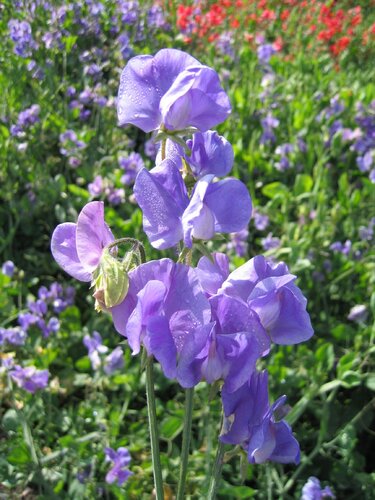 Sweet Pea Blue Six Pack