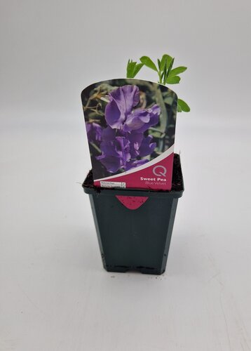 Sweet Pea Blue Velvet 8.5cm