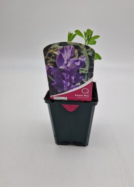 Sweet Pea Blue Velvet 8.5cm