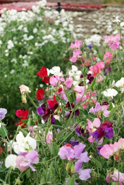 Sweet Pea Cupid (Dwarf) Mixed 1 Litre