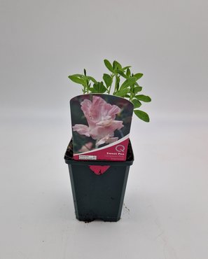 Sweet Pea Geranium 8.5cm