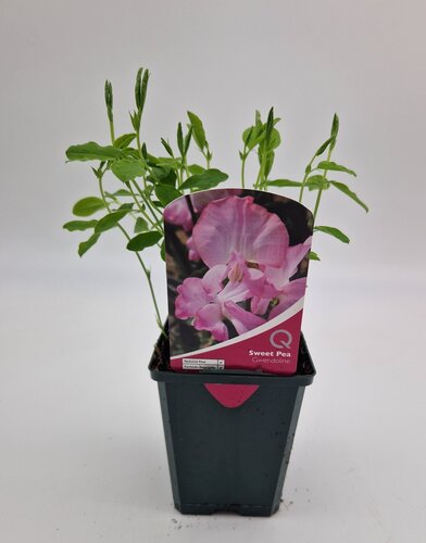 Sweet Pea Gwendoline 8.5cm