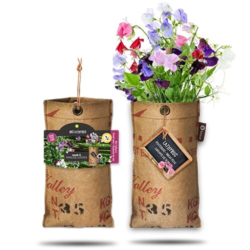 Hanging Garden - Organic Lathyrus (Sweet Pea) Seed Planter