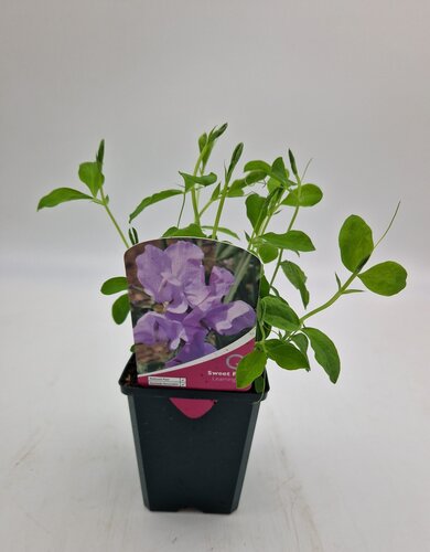 Sweet Pea Leamington 8.5cm