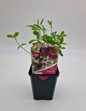 Sweet Pea Midnight 8.5cm