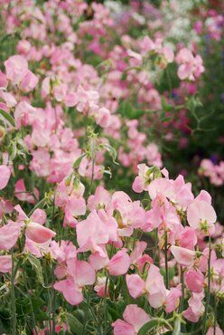 Sweet Pea Pink Six Pack