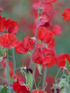 Sweet Pea Red Six Pack