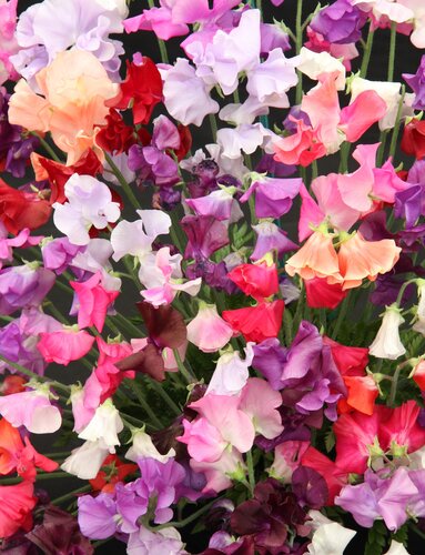 Sweet Pea Spencer Mixed 1 Litre