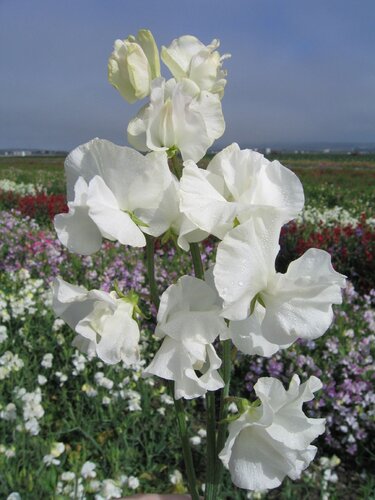 Sweet Pea White Six Pack