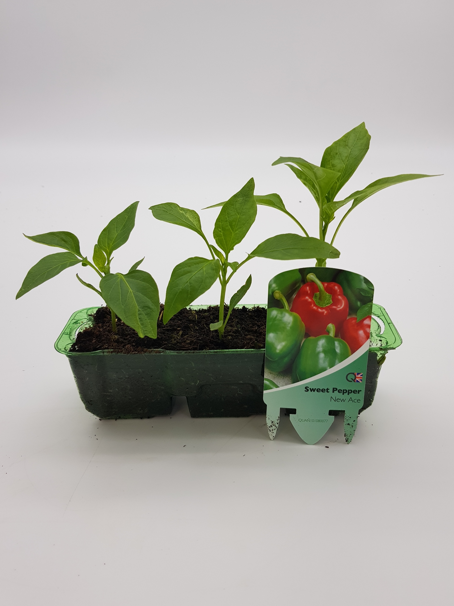 Sweet Pepper New Ace Pack Stewarts Garden Centre