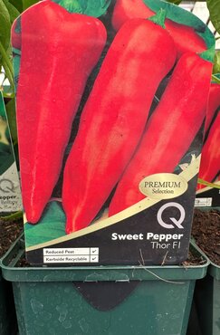 Sweet Pepper Thor 8.5cm - image 1