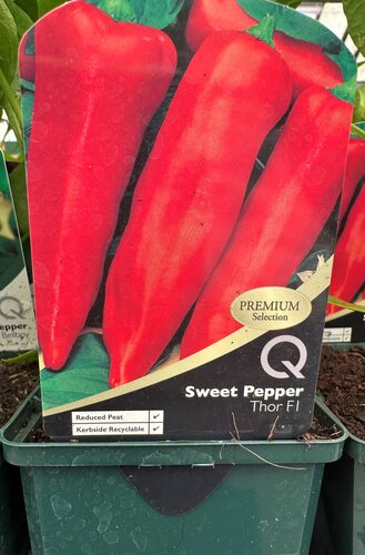 Sweet Pepper Thor 8.5cm - image 3