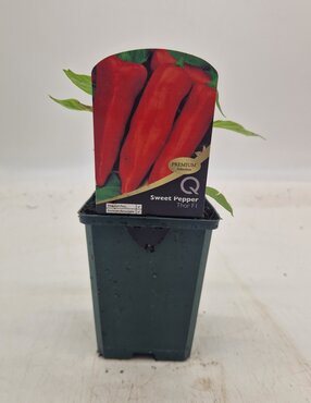 Sweet Pepper Thor 8.5cm