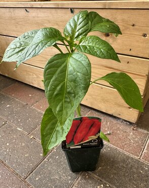 Sweet Pepper Thor 8.5cm - image 4