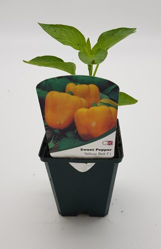 Sweet Pepper Yellow Bell 8.5cm