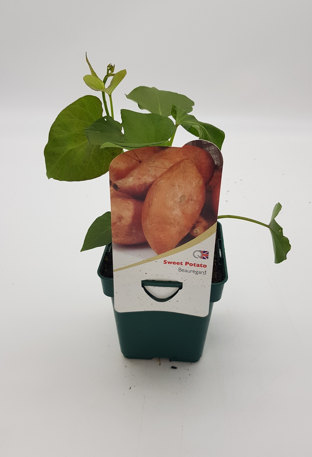 Sweet Potato Beauregard 10cm Stewarts Garden Centre