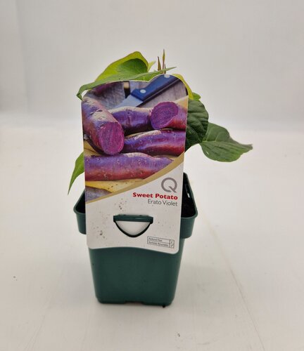 Sweet Potato Erato Violet 10cm