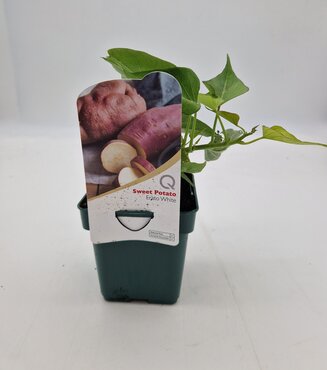 Sweet Potato Erato White 10cm