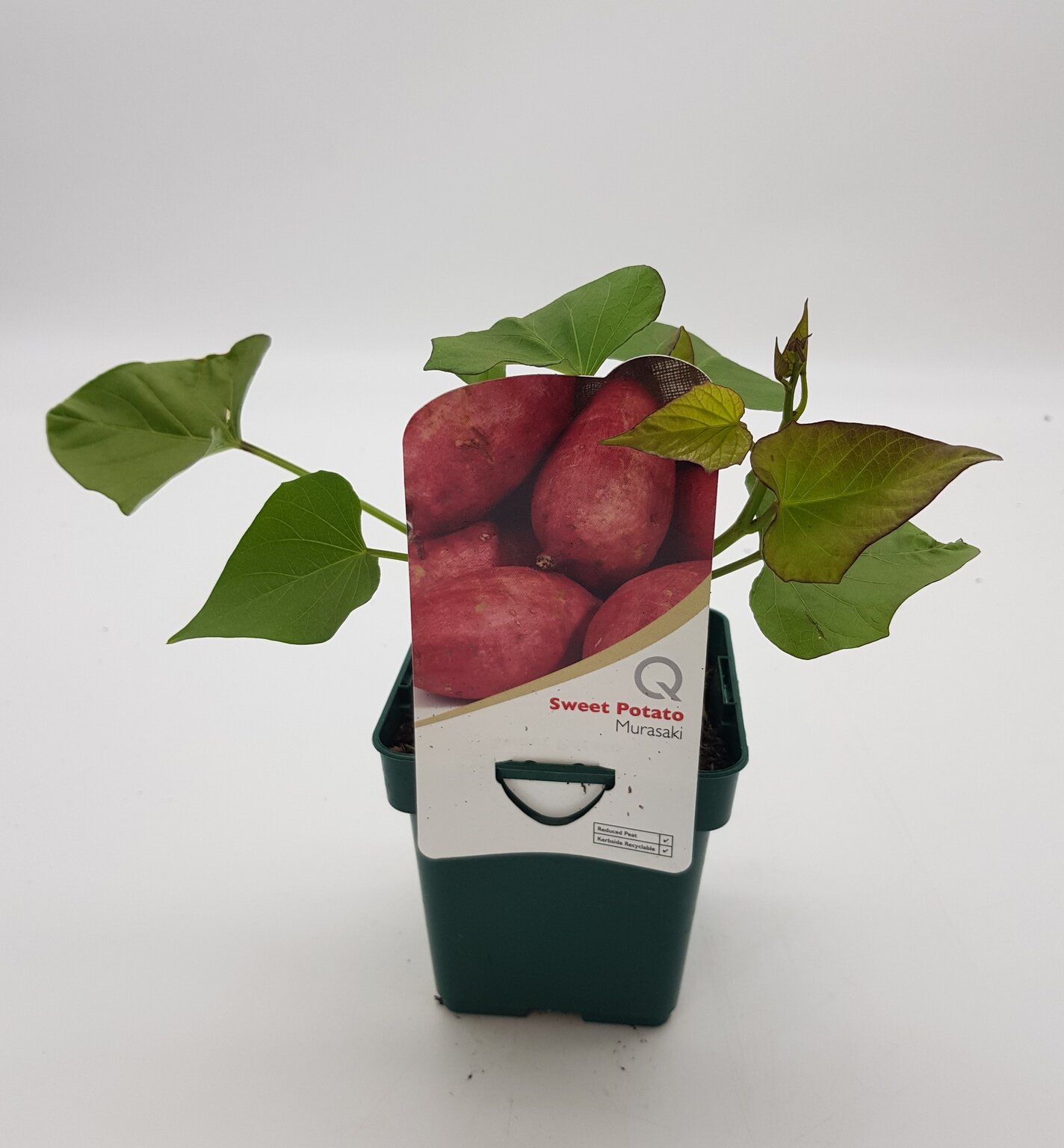 Sweet Potato Murasaki 10cm Stewarts Garden Centre