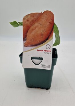 Sweet Potato Orleans 10cm