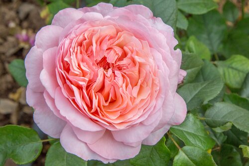 Sweet Romantica Bush Rose 3 Litre