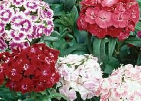 Sweet William Tall Mixed Six Pack