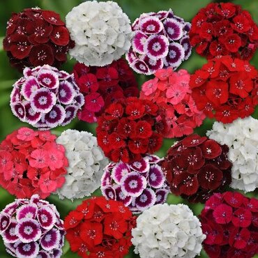 Sweet William Tall Mixed Six Pack