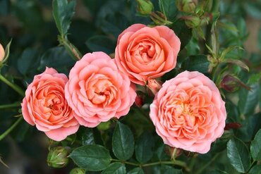 Sweet Wonder Patio Rose 3 Litre - image 1