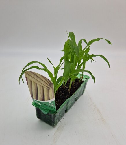 Sweetcorn Baby Minipop Pack