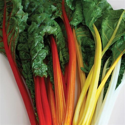 Swiss Chard 6 Pack