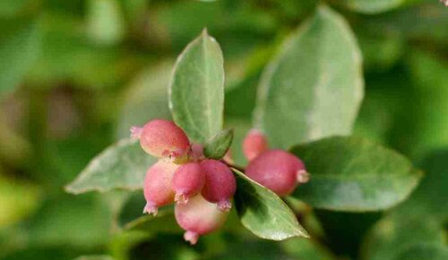 Symphoricarpos Magical Candy 2.3 Litre - image 1