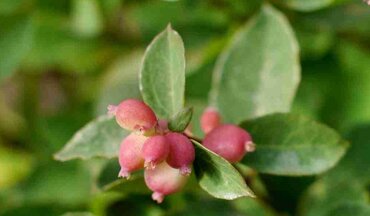 Symphoricarpos Magical Candy 2.3 Litre
