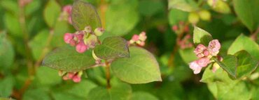 Symphoricarpos Magical Galaxy 2.3 Litre