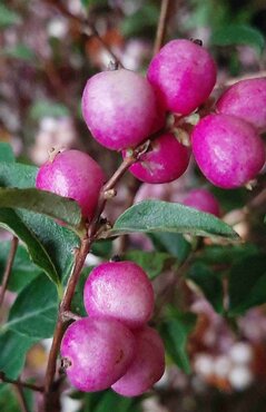 Symphoricarpos Magical Sweet 2.3 Litre