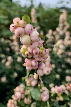 Symphoricarpos Symphony Rave 4.6 Litre - image 1
