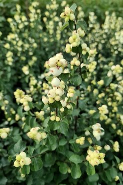 Symphoricarpos Symphony Rock 4.6 Litre - image 1