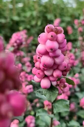 Symphoricarpos Symphony Rumble 4.6 Litre - image 1