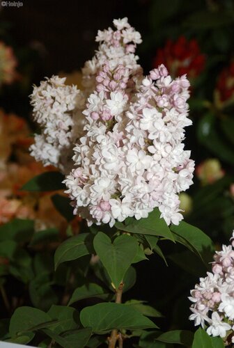 Syringa Beauty Of Moscow Standard 10 litre - image 1